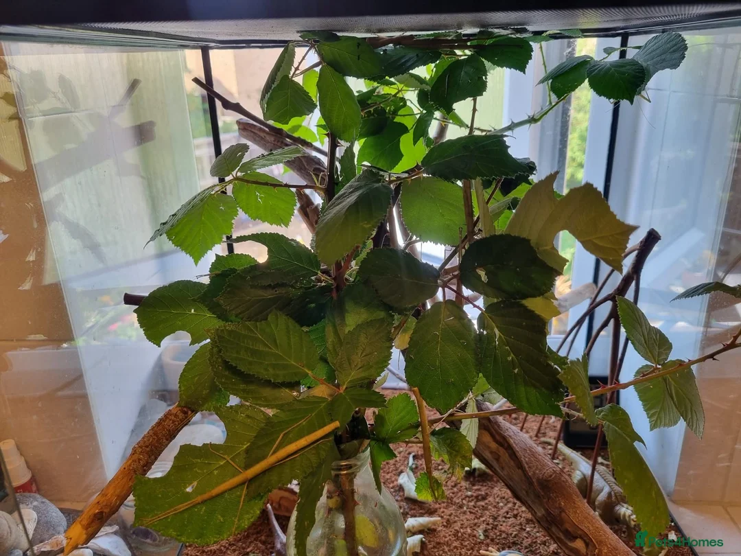Stick Insects invertebrates for sale: Indian Stick Insects – for sale  in Oxford - Advert 2