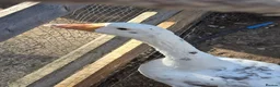 Geese poultry for sale: Mixed geese breed  - Advert 4