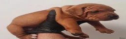 Staffordshire Bull Terrier dogs for sale: Gorgeous Red Staffordshire Bull Terrier Puppies. - Advert 2