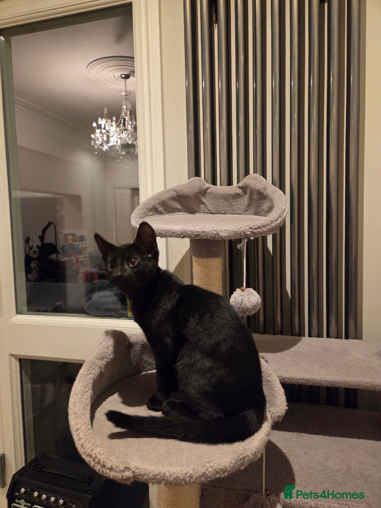 Mixed Breed cats Beautiful black kitten 😸  - Advert 1