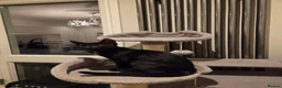 Mixed Breed cats for sale: Beautiful black kitten 😸  - Advert 1