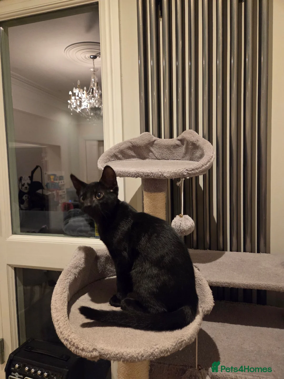 Mixed Breed cats for sale: Beautiful black kitten 😸  - Advert 1