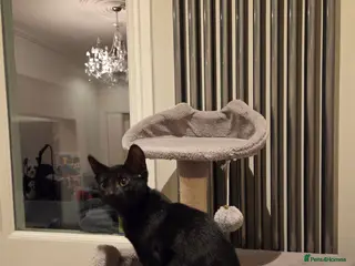 Mixed Breed cats Beautiful black kitten 😸 - Advert 1