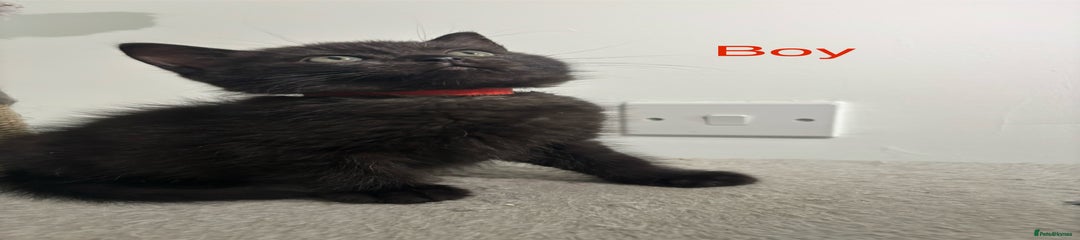 Red Collar - Smoke
