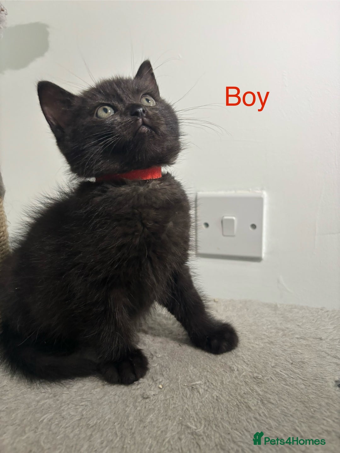 British Shorthair cats for sale: Gorgeous British Shorthair/ Ragdoll  - Image 5