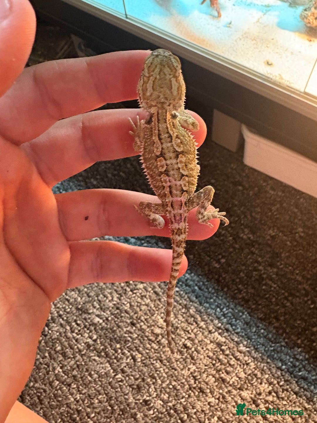 Dragon reptiles for sale: Viticans dragon - Image 18
