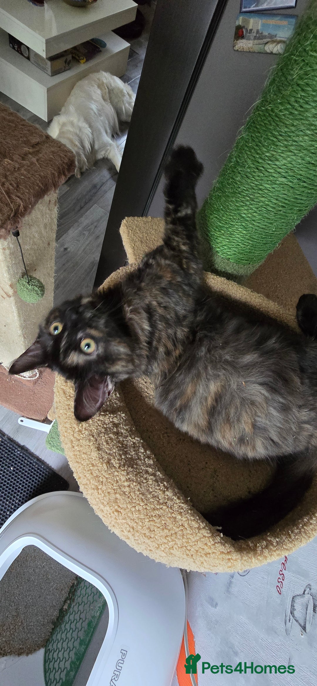 Maine Coon cats for sale: Amazing tortie Mainecoons - Image 17