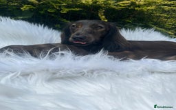 Miniature Dachshund dogs for sale: Beautiful KC mini L/h girls - Image 2