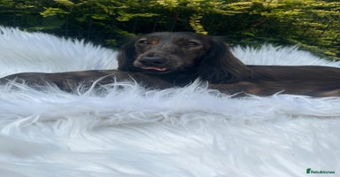 Miniature Dachshund dogs - Advert 4