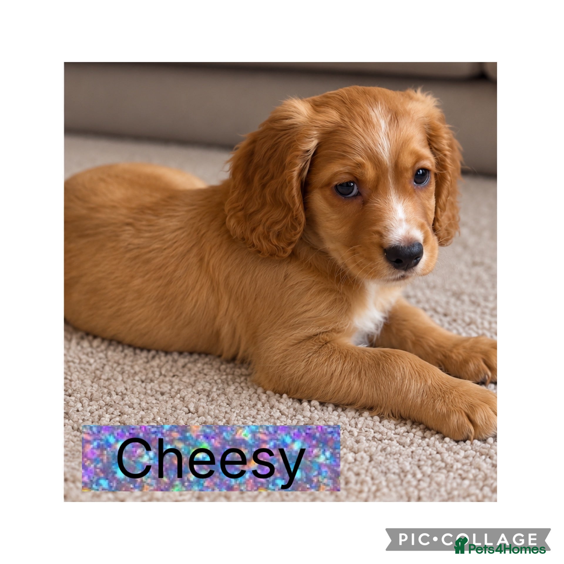 Cocker Spaniel dogs HEALTH CLEAR /KC WORKING COCKER SPANIEL PUPPIES - Advert 1