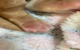 Cocker Spaniel dogs for sale: KC Show Carefully bred for Health and Temperament  - Image 20