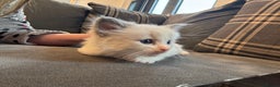 Ragdoll cats for sale: Beautiful ragdoll kittens  - Advert 5