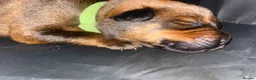 Mixed Breed dogs for sale: 🐾 Rottweiler x Belgian Malinois Puppies  - Advert 15