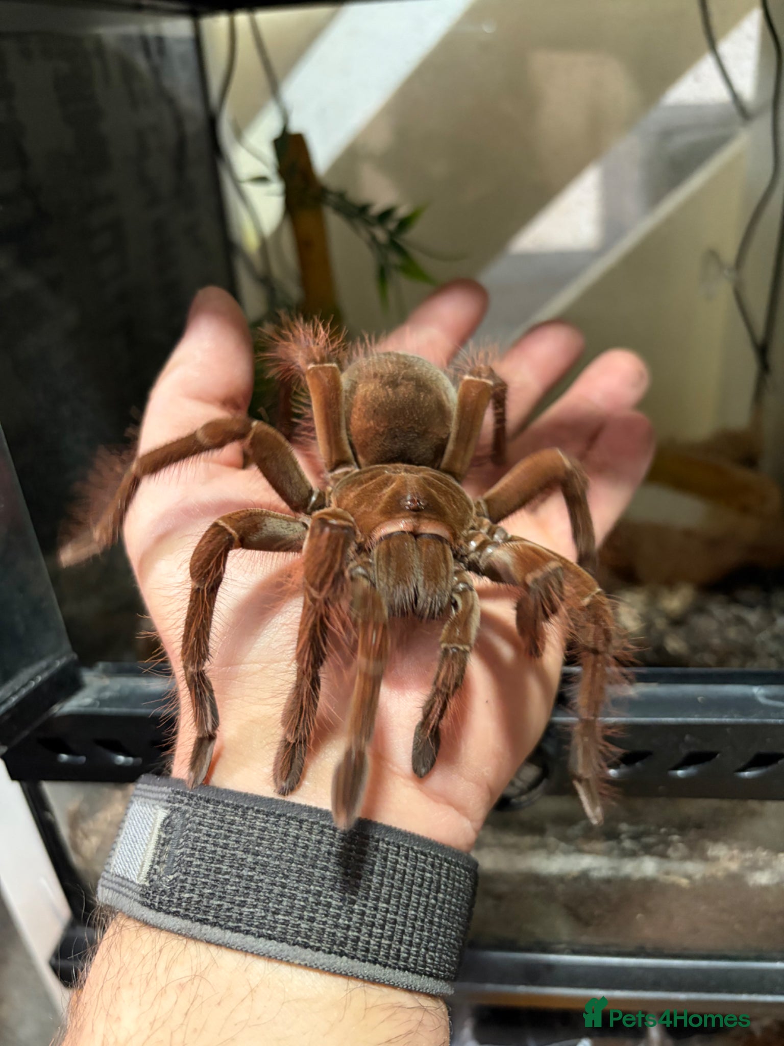 Tarantulas invertebrates Goliath birdeater, OBT and more - Advert 1