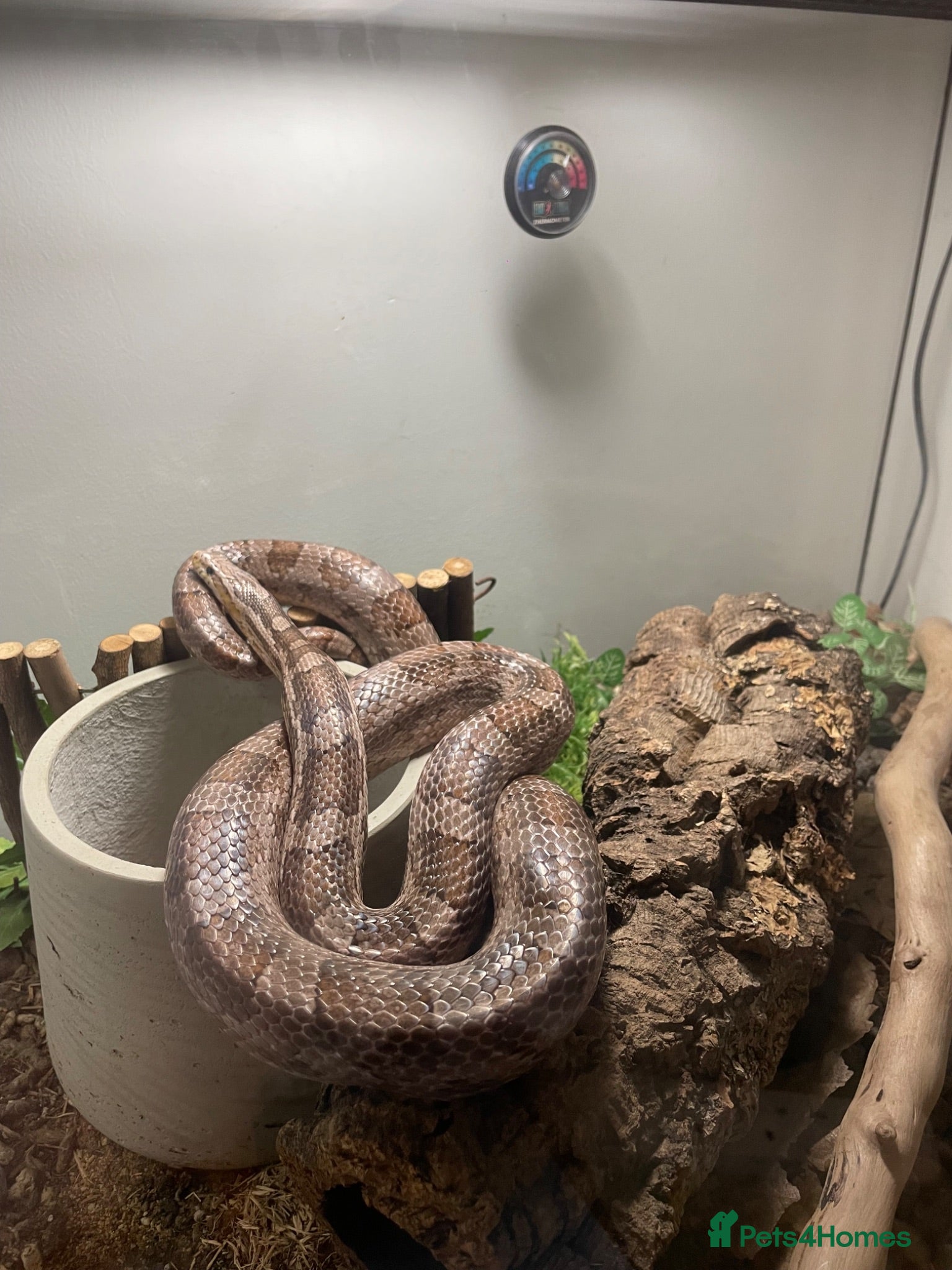 Corn Snake reptiles Adult Corn Snake & Full Setup - Advert 1