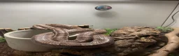 Corn Snake reptiles for sale: Adult Corn Snake & Full Setup - Advert 1