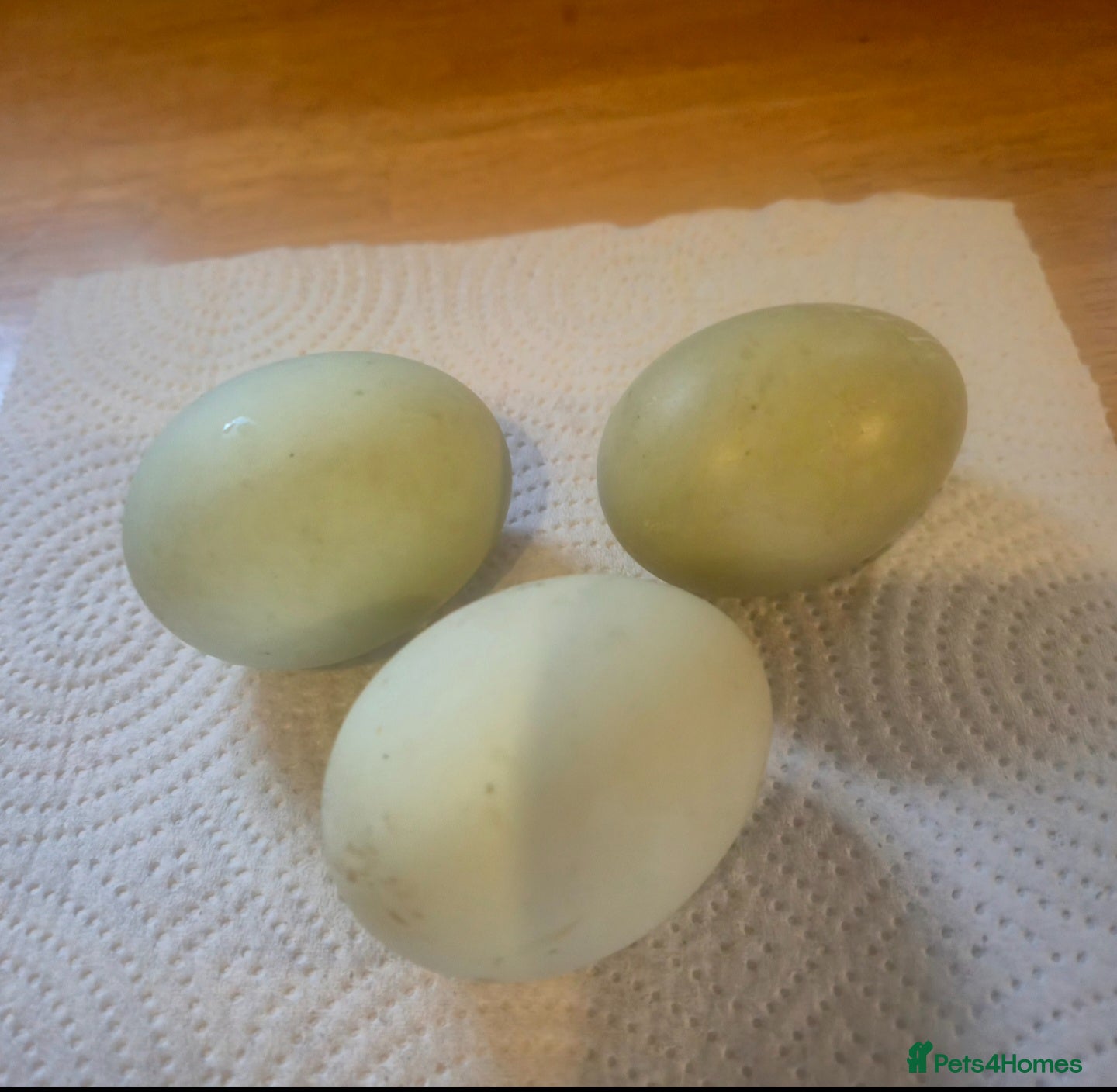 Ducks poultry 6 x Runner Duck Hatching Eggs - Advert 3