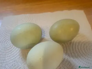 Ducks poultry 6 x Runner Duck Hatching Eggs - Advert 3