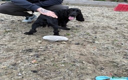 Cocker Spaniel dogs for sale: Tobi is after a loving home  - Image 4