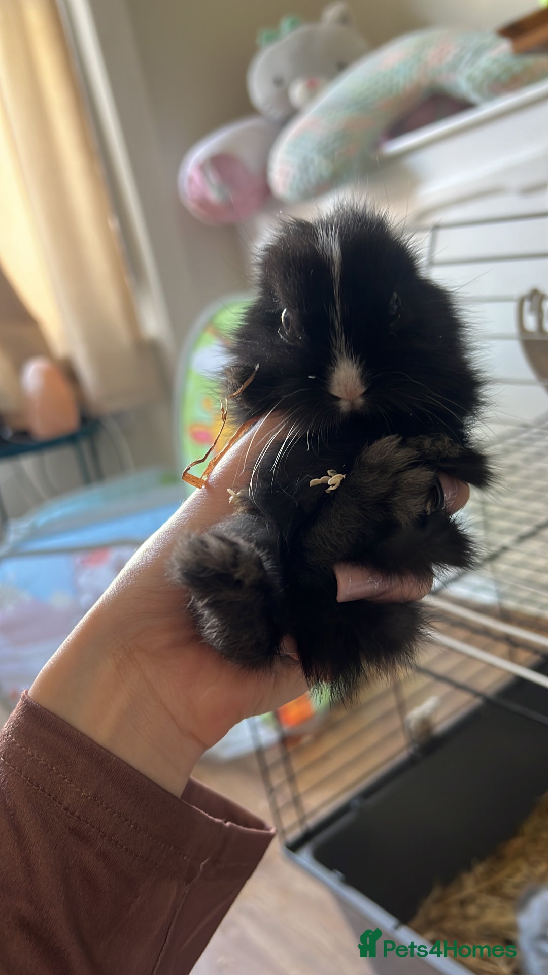 Lionhead rabbits for sale: Lionhead girls  - Image 2