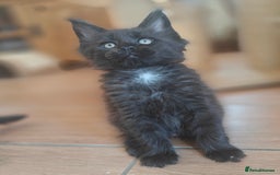 Maine Coon cats for sale: Adorable GCCF Black smoke Maine Coons kittens  - Image 5