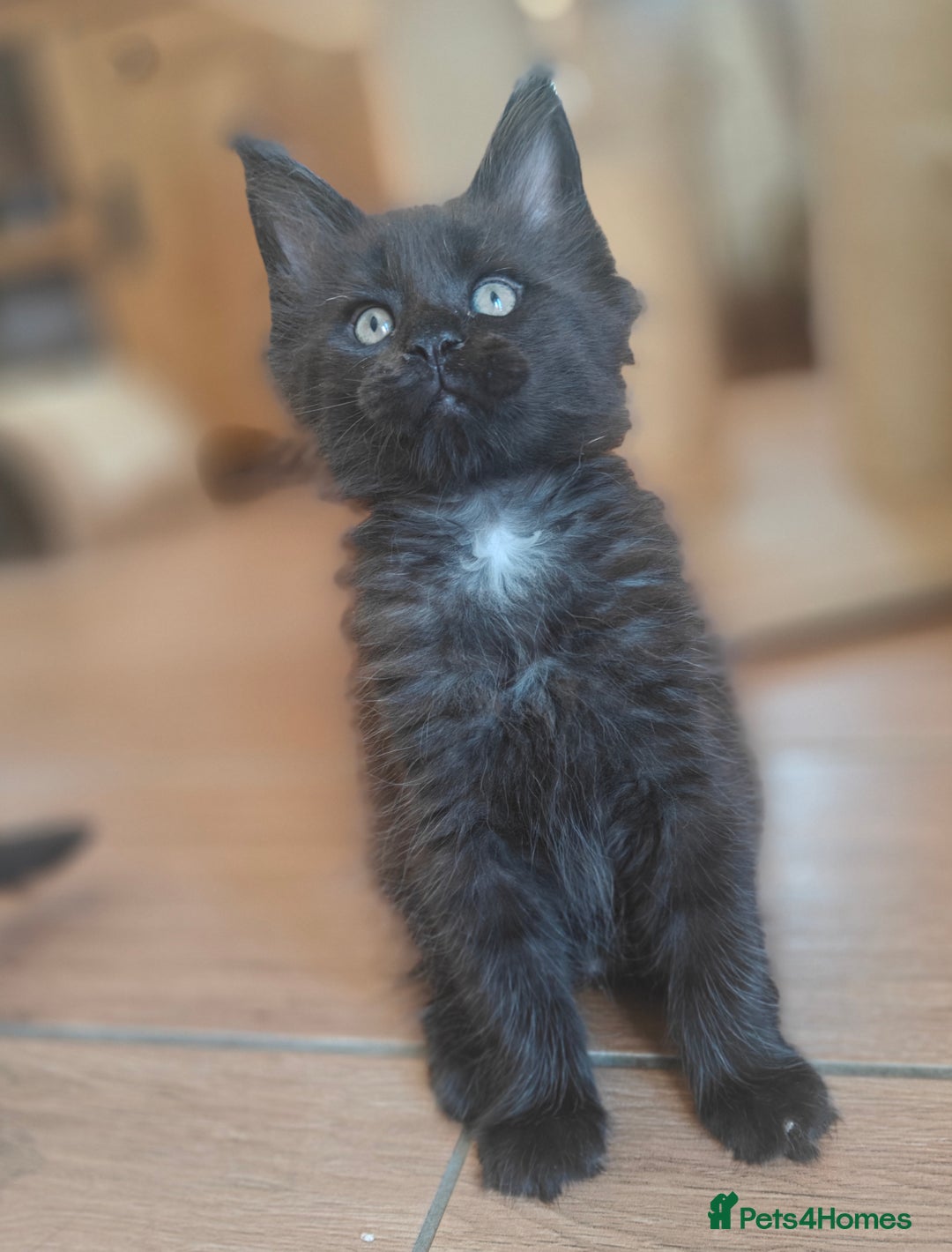 Maine Coon cats for sale: Adorable GCCF Black smoke Maine Coons kittens  - Image 5