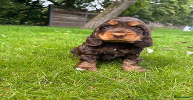 Cocker Spaniel dogs - Advert 10