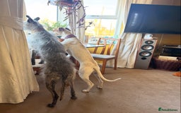 Lurcher dogs for sale: Litter of fabulous Lurchers - Image 10