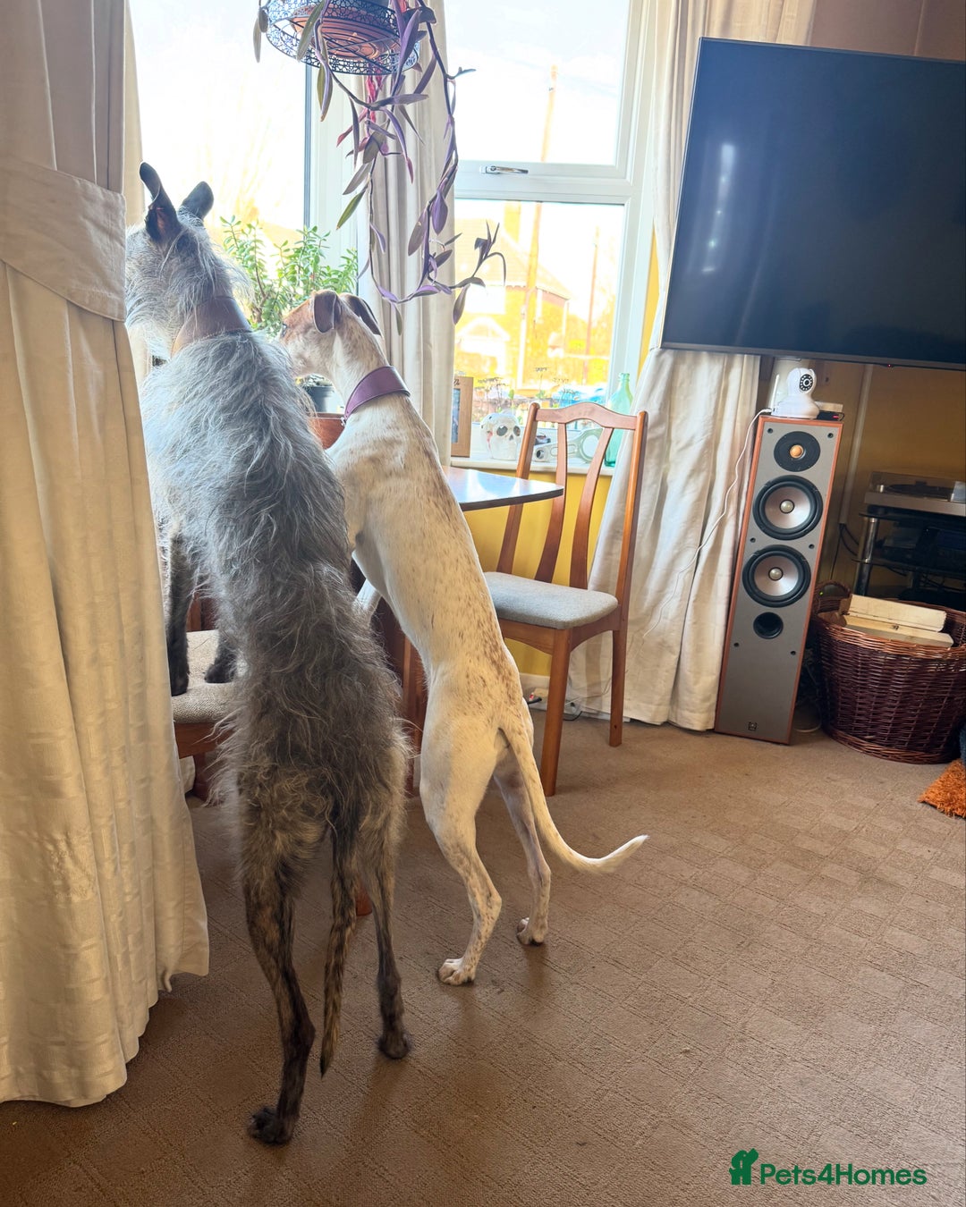 Lurcher dogs for sale: Litter of fabulous Lurchers - Image 10