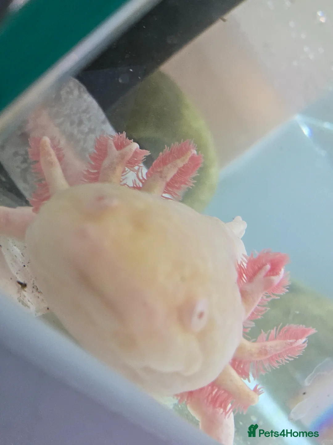 Axolotl reptiles for sale: X2 axolotl's  in Trowbridge - Advert 2