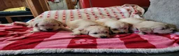 Golden Retriever dogs for sale: Golden retriever puppies  - Advert 16