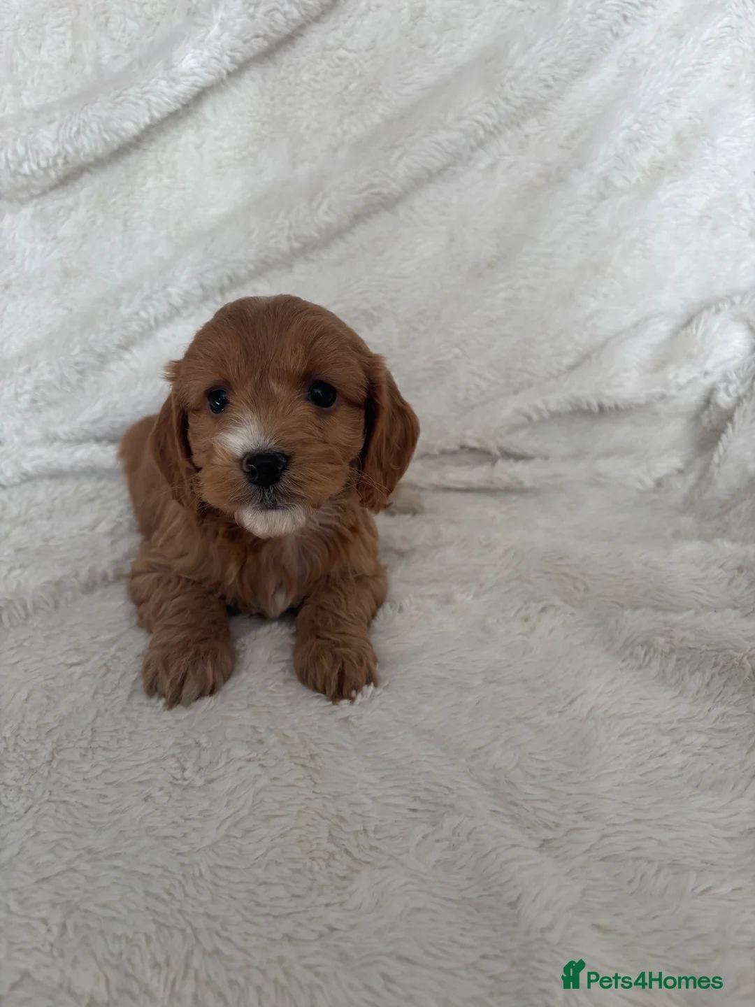 Cockapoo dogs for sale: 🐶🐶 Cockerpoo Puppies 🐶🐶 - Advert 12