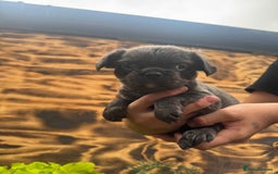 French Bulldog dogs for sale: Fluffy frenchies  - Image 8