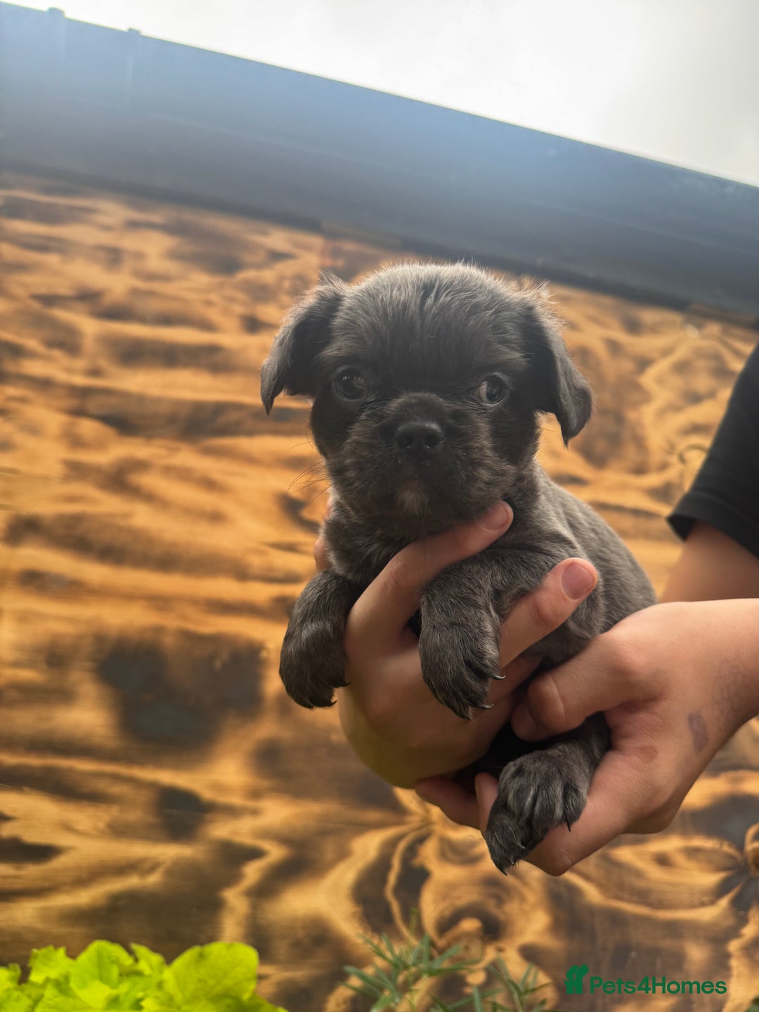 French Bulldog dogs for sale: Fluffy frenchies  - Image 8