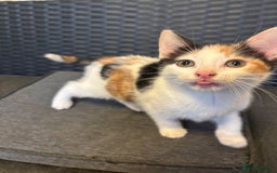 Mixed Breed cats for sale: Female Calico Kitten - Image 2