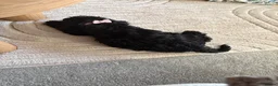 Cocker Spaniel dogs for sale: Cockapoo in Barnsley - Advert 2