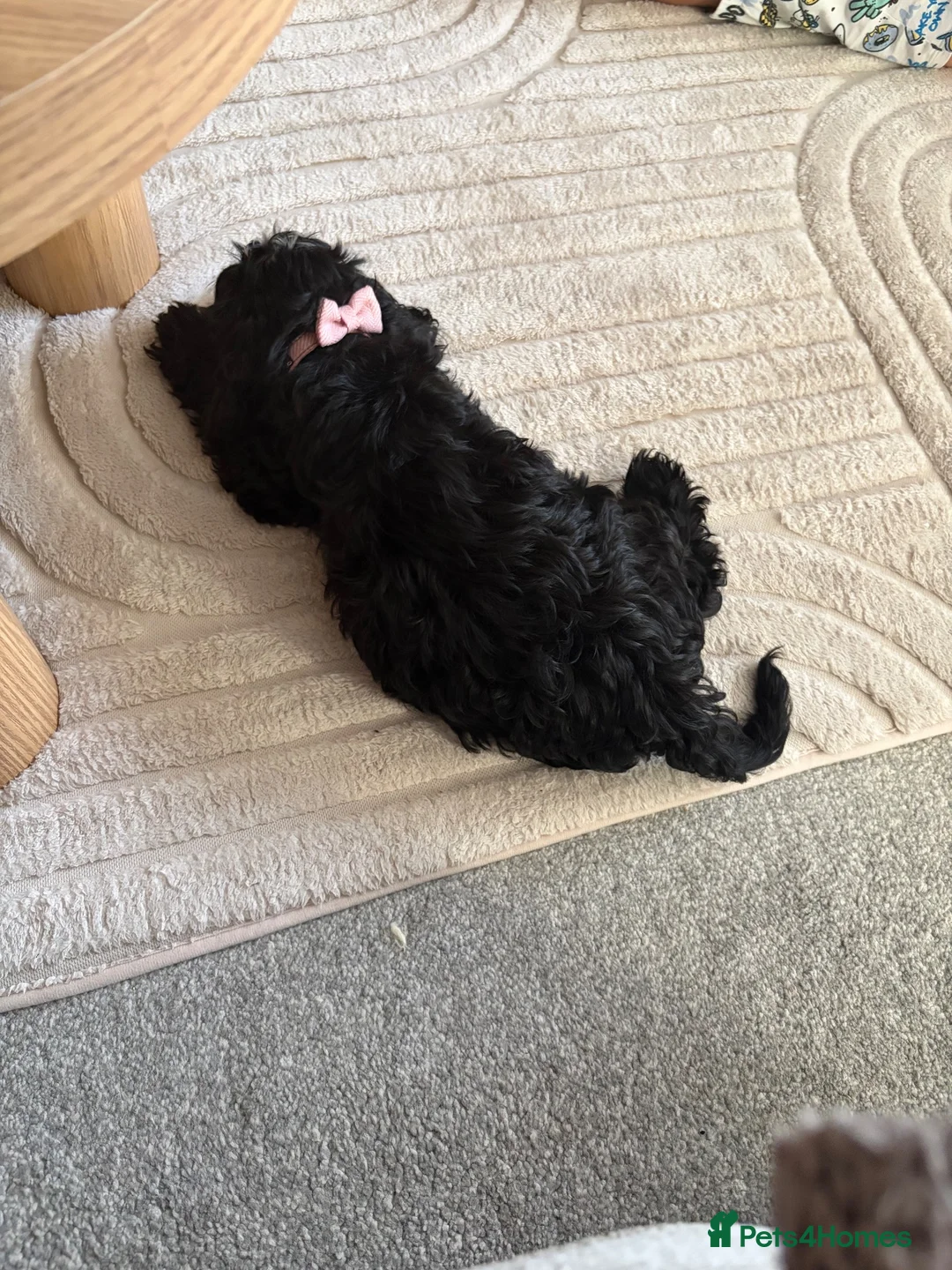 Cocker Spaniel dogs for sale: Cockapoo in Barnsley - Advert 2
