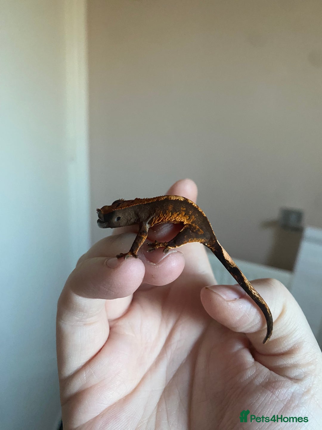 Gecko reptiles for sale: Crested Gecko Babies - Advert 9