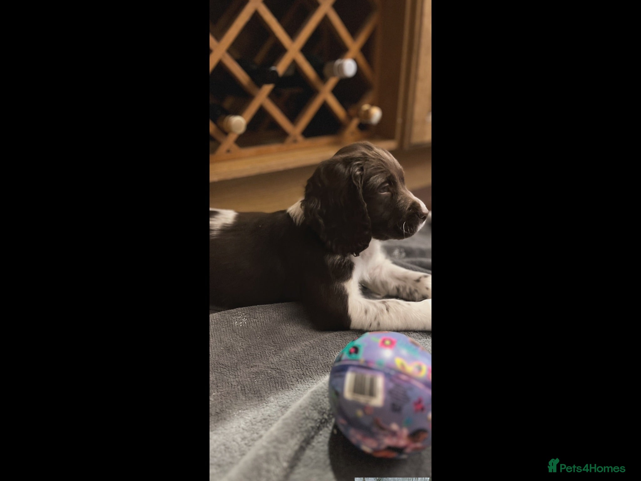 English Springer Spaniel dogs GORGEOUS ENGLISH SPRINGER SPANIEL PUPPIES - Advert 2