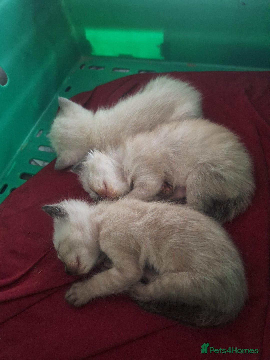 Siamese cats for sale: 3 beautiful siamese seal point kittens  - Image 4