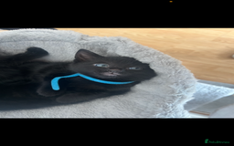 Domestic Shorthair cats for sale: 3 black tabby kitten for sale  - Image 2