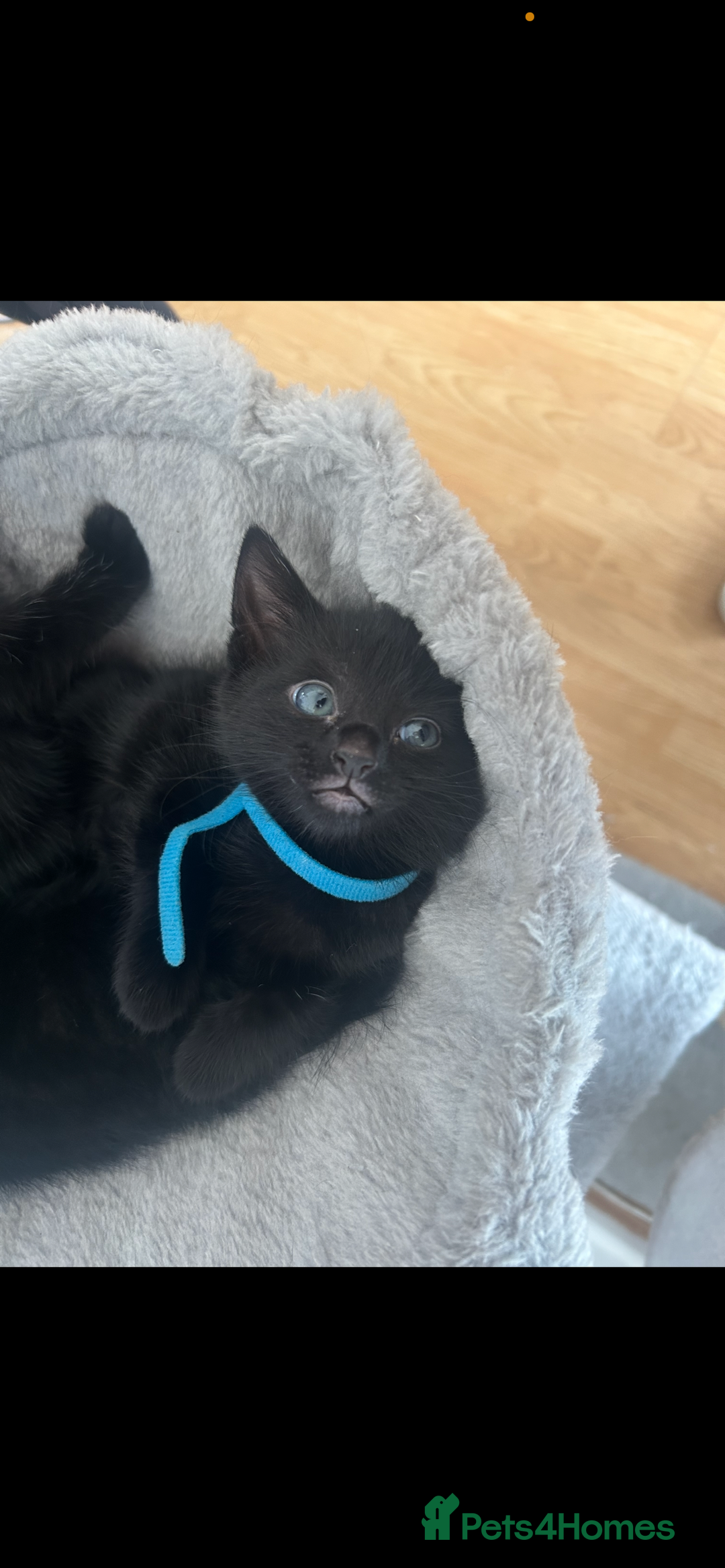 Domestic Shorthair cats for sale: 3 black tabby kitten for sale  - Image 2