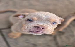Olde English Bulldogge dogs for sale: Old english bulldoggee mammut/mammoth - Image 1