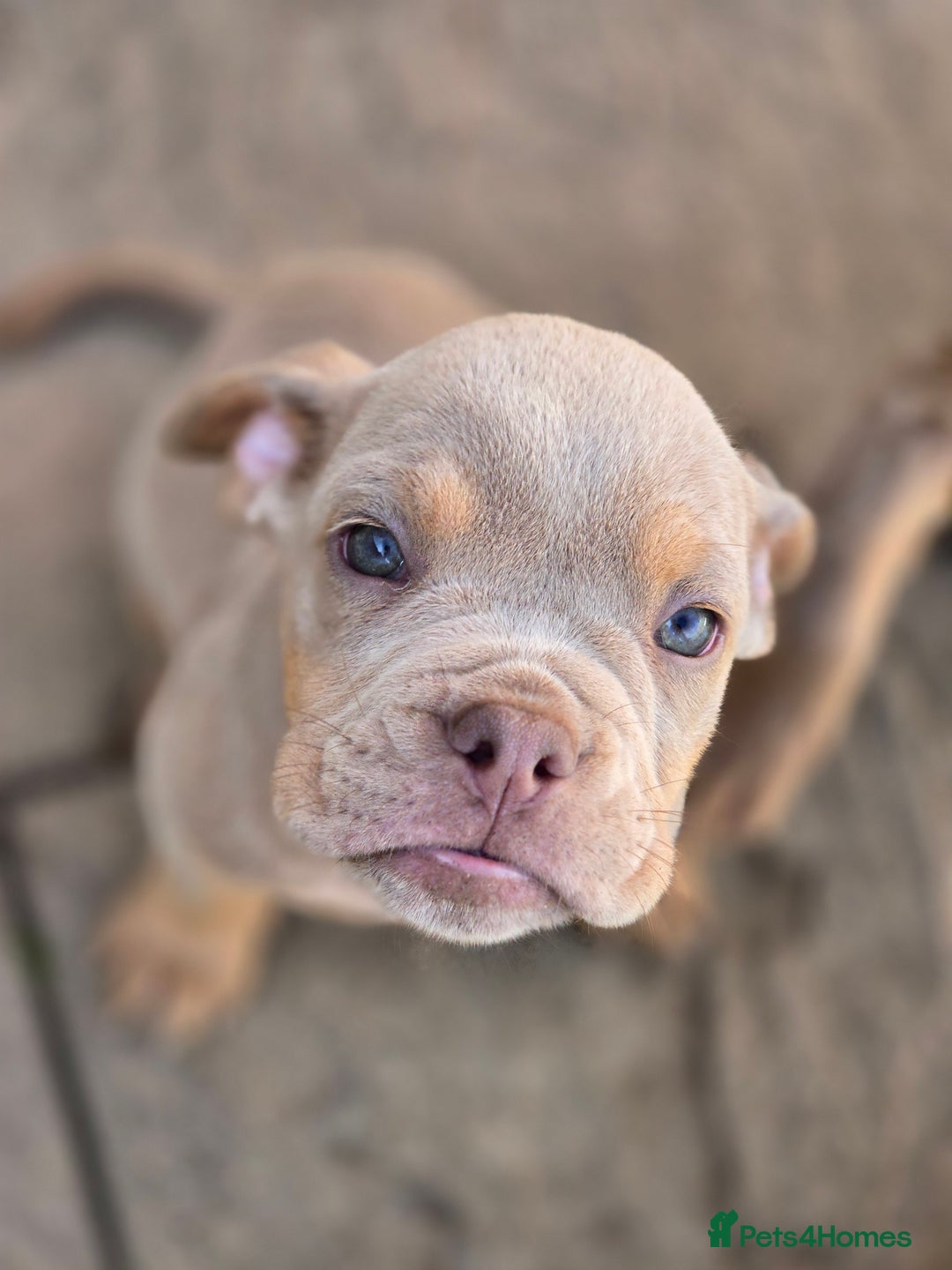 Olde English Bulldogge dogs for sale: Old english bulldoggee mammut/mammoth - Image 1