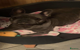 French Bulldog dogs for sale: French bulldogs puppies  - Image 14