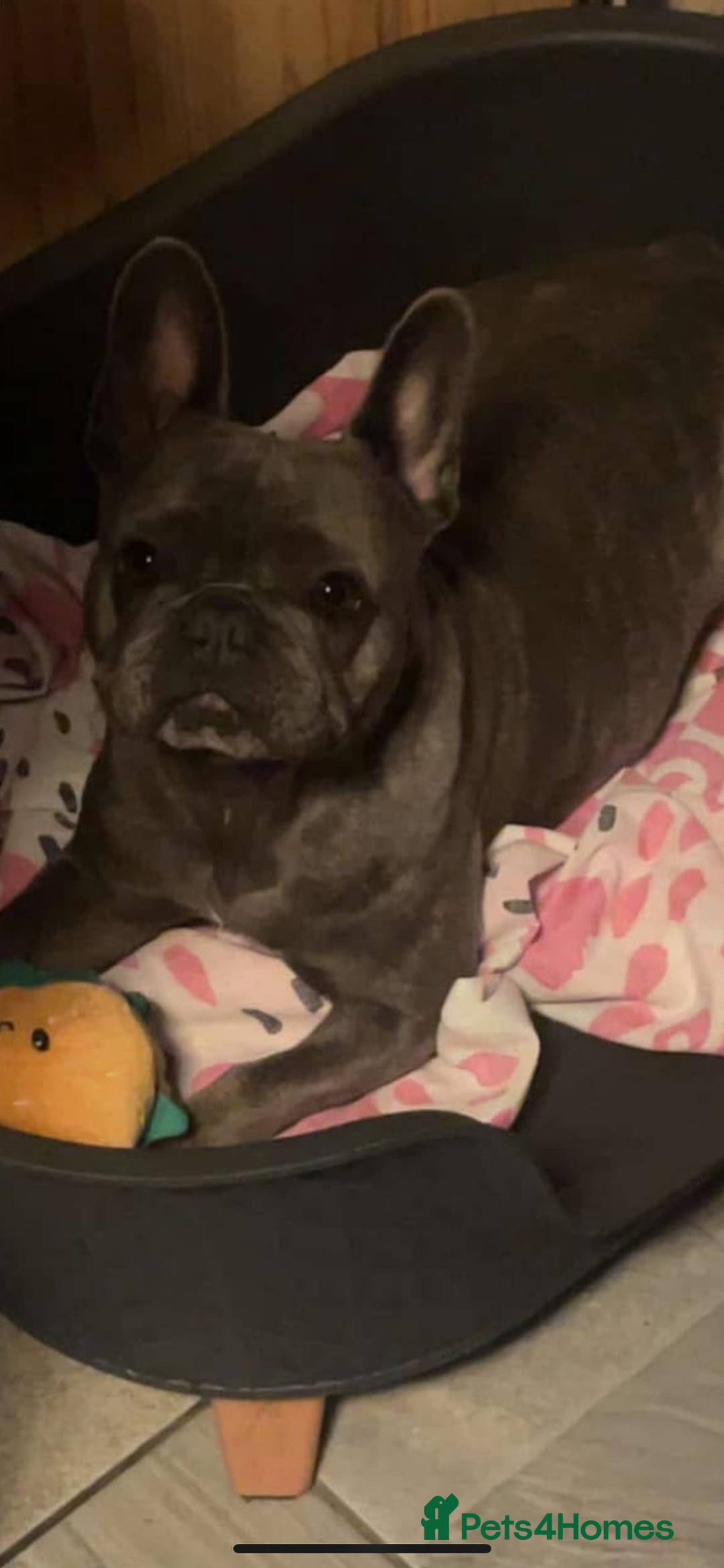 French Bulldog dogs for sale: French bulldogs puppies  - Image 14