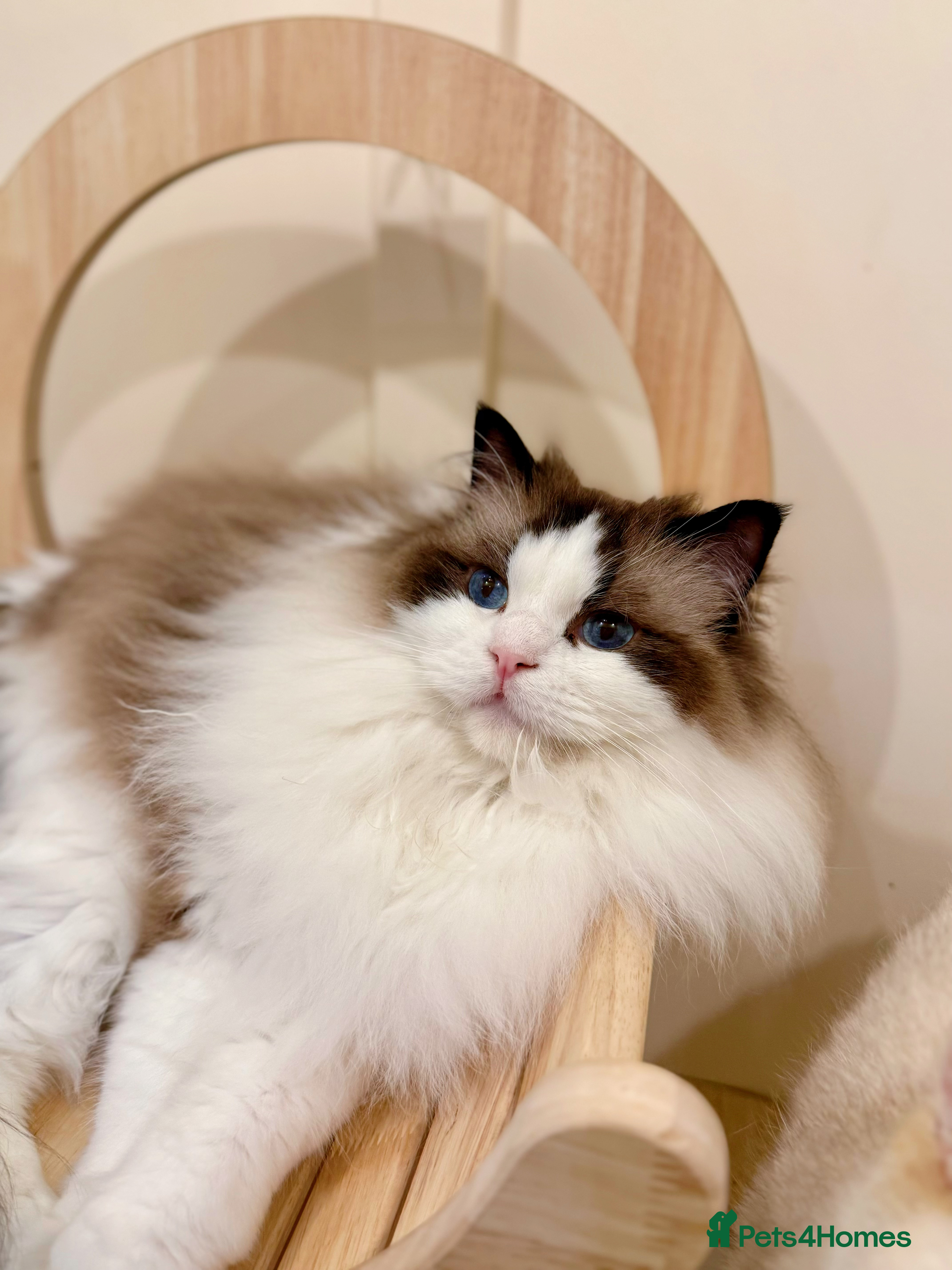 Ragdoll cats Stunning Ragdoll, BSH & Golden Longhair - Advert 5
