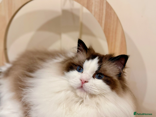 Ragdoll cats Stunning Ragdoll, BSH & Golden Longhair - Advert 6