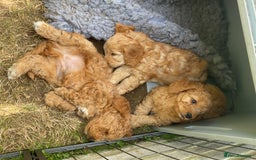 Mixed Breed dogs for sale: Mixed breed puppy - last one - Image 3