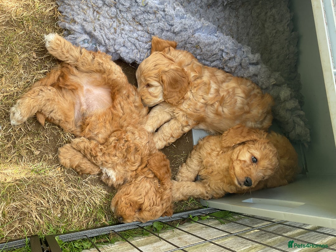 Mixed Breed dogs for sale: Mixed breed puppy - last one - Image 3